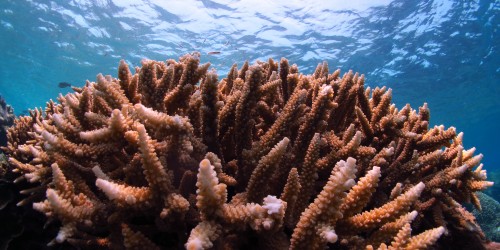 In nurient replete waters of the outer GBR, corals rely almost entirely on the sun and their symbiotic partners, zooxanthellae, for their energy